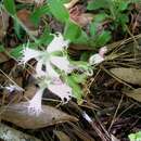 Image de Silene polypetala (Walt.) Fern. & Schubert