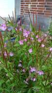 Imagem de Epilobium brevifolium subsp. trichoneurum (Hausskn.) Raven