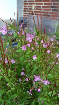 Imagem de Epilobium brevifolium D. Don