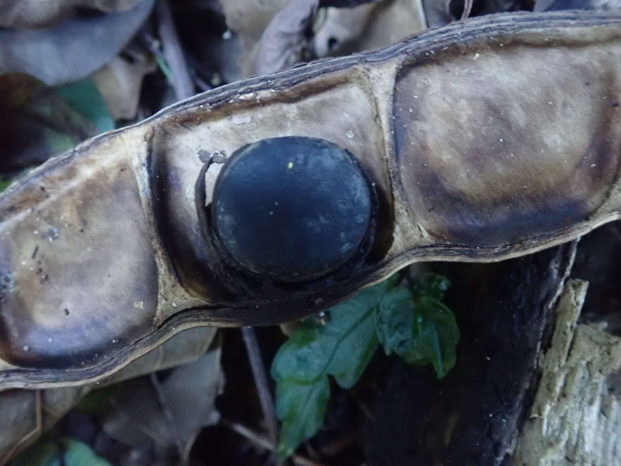 Imagem de Mucuna macrocarpa Wall.