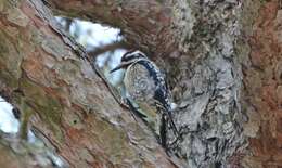 Image of Sapsucker