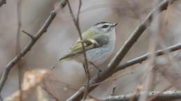 Image of Golden-crowned Kinglet