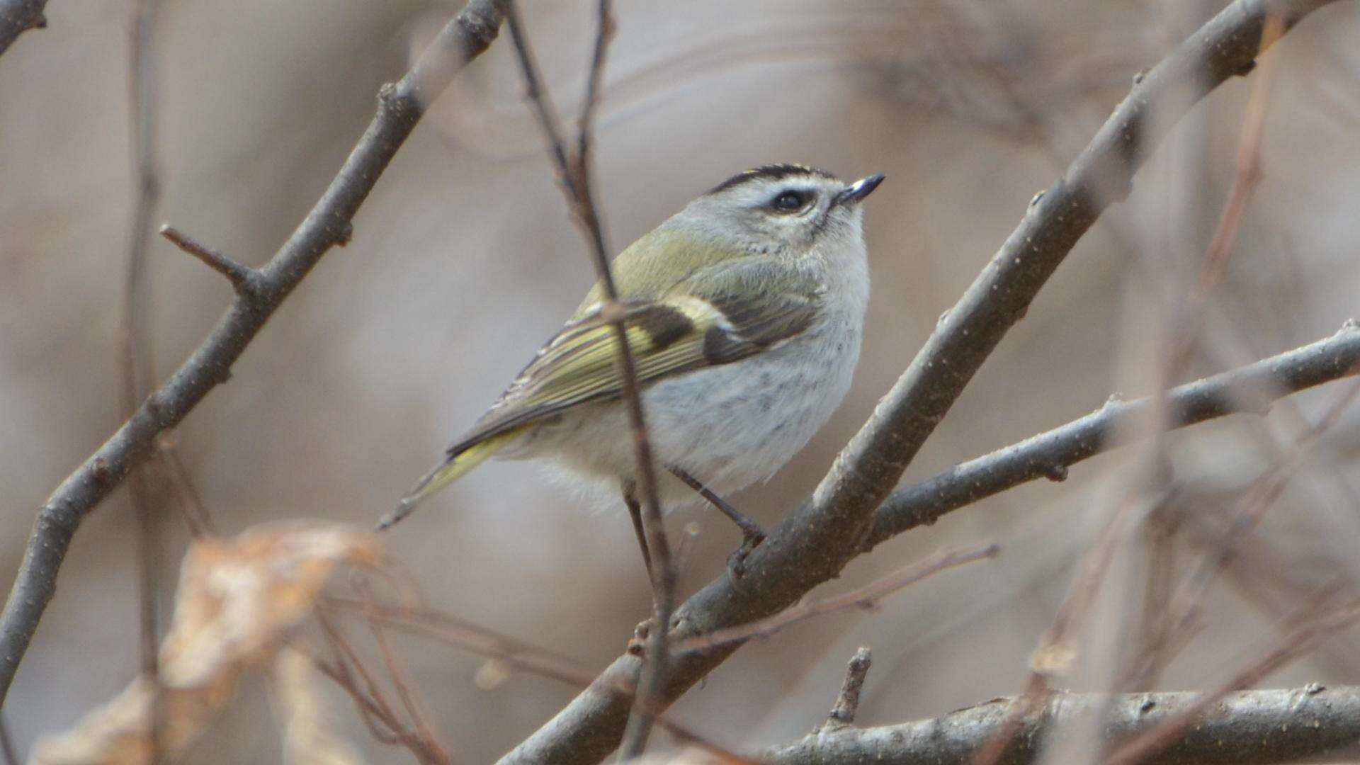 Image of Golden-crowned Kinglet