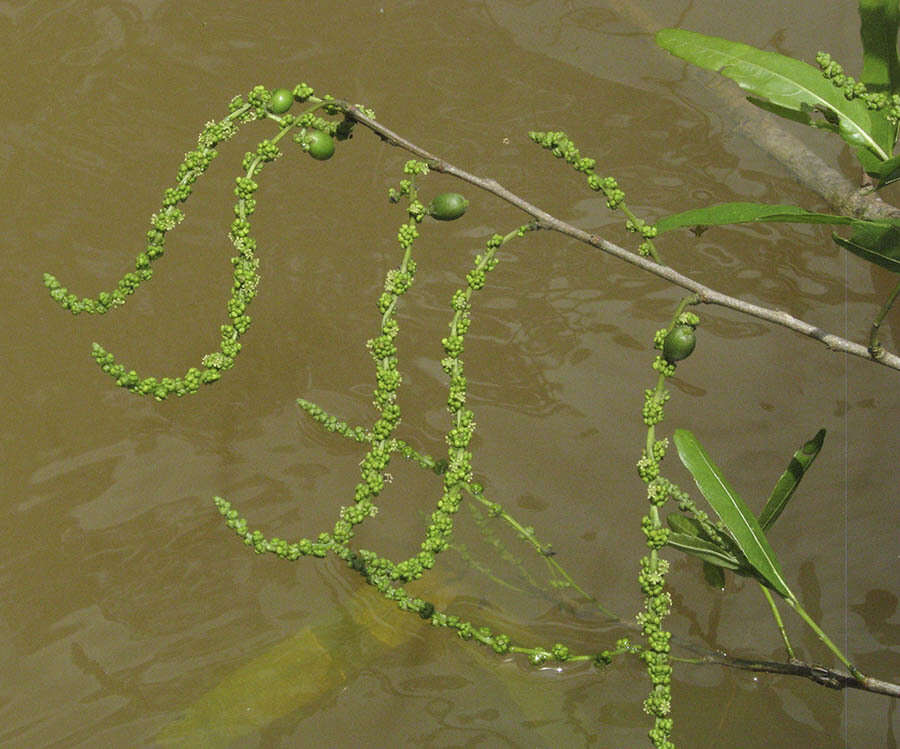 Image de Alchornea castaneifolia (Humb. & Bonpl. ex Willd.) A. Juss.