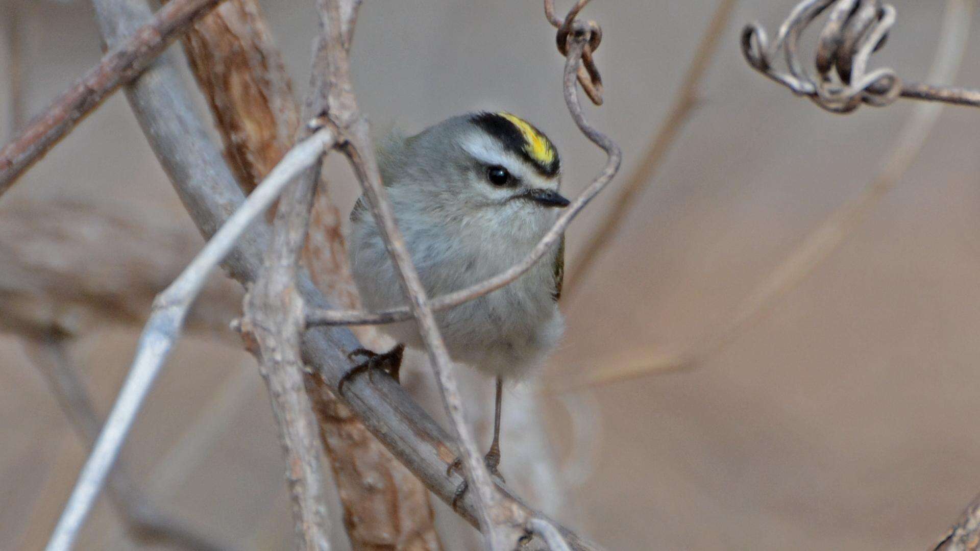 Image of Golden-crowned Kinglet