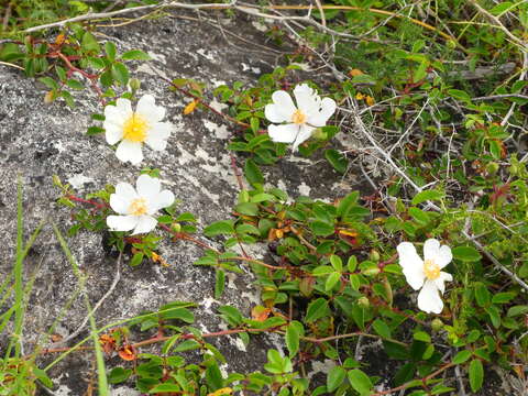 Image of evergreen rose