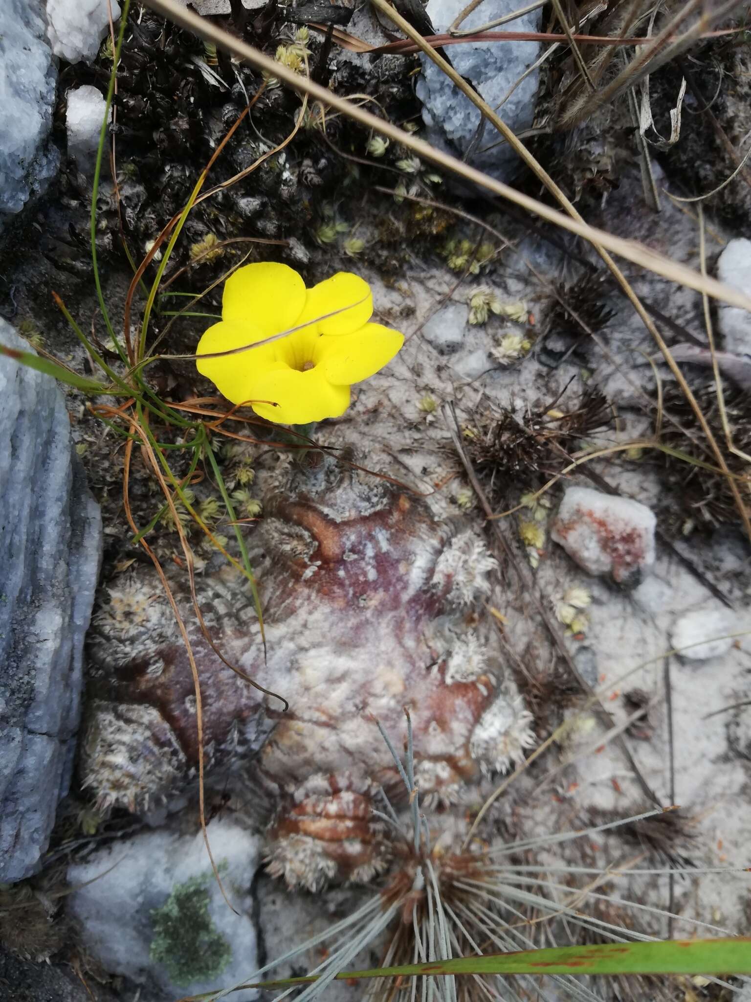 Image de Pachypodium brevicaule Baker