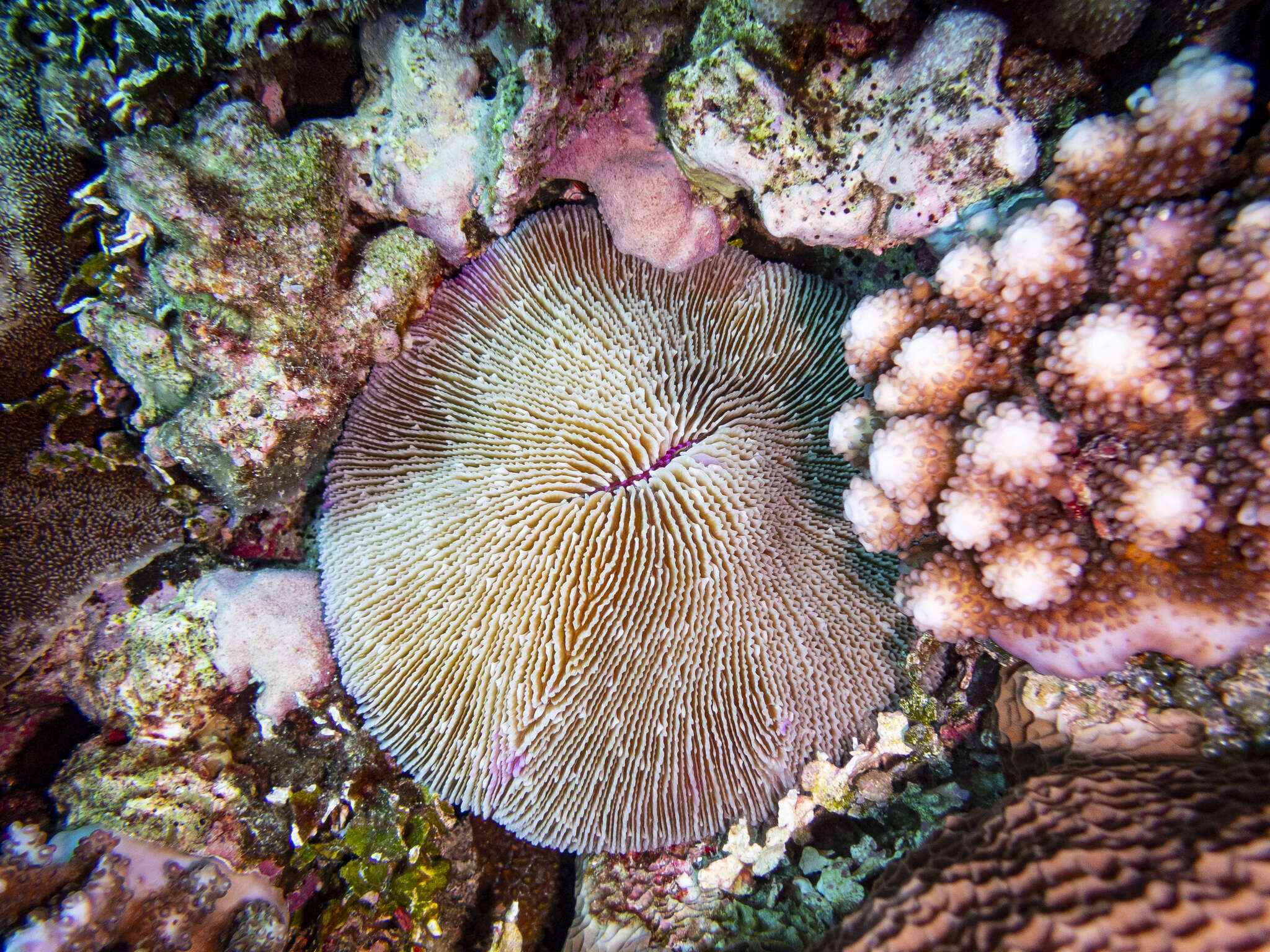 Image of Common Mushroom Coral