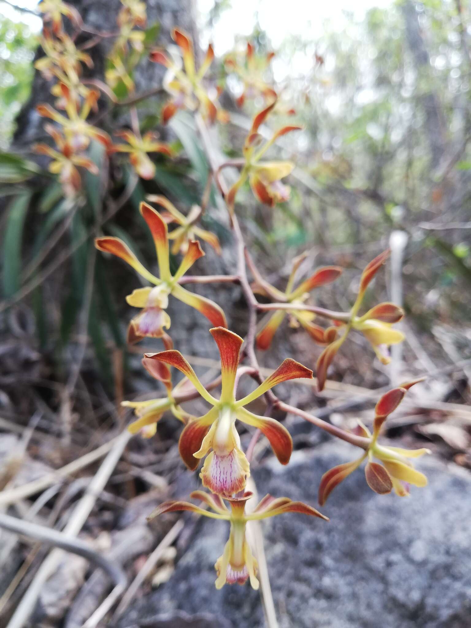 Image of Encyclia alata subsp. parviflora (Regel) Dressler & G. E. Pollard