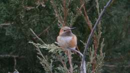 Image de Colibri roux