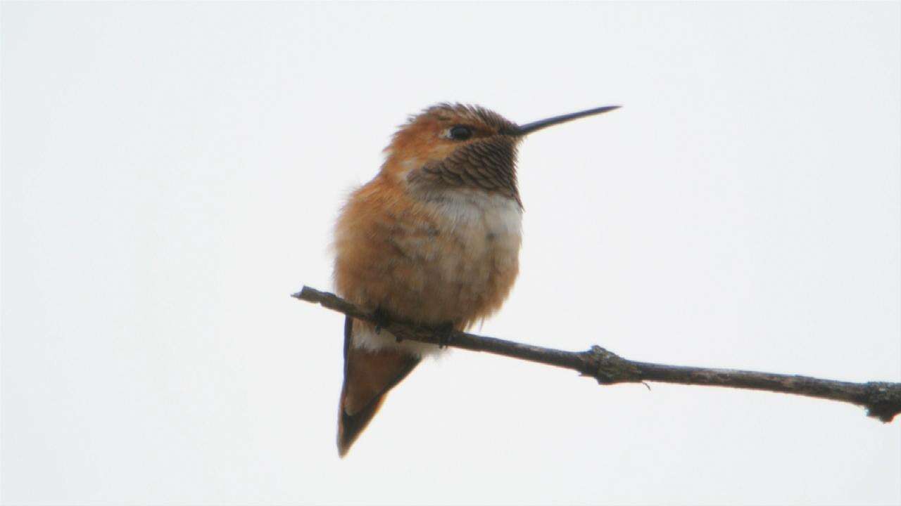 Image de Colibri roux