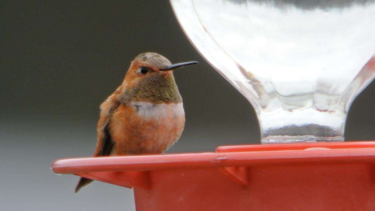 Image de Colibri roux