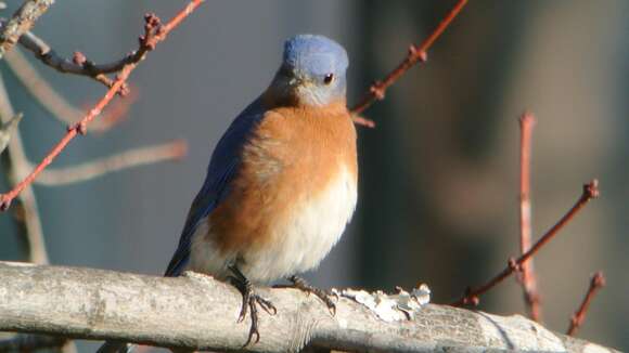 Image of Eastern Bluebird