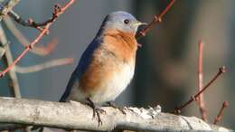 Image of Eastern Bluebird