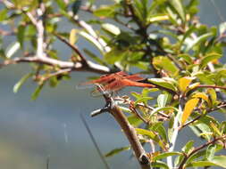 Image of Flame Skimmer