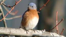 Image of Eastern Bluebird