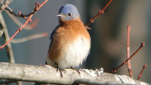 Image of Eastern Bluebird