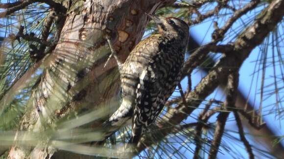 Image of Sapsucker