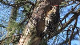 Image of Sapsucker