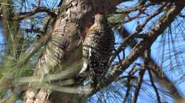 Image of Sapsucker