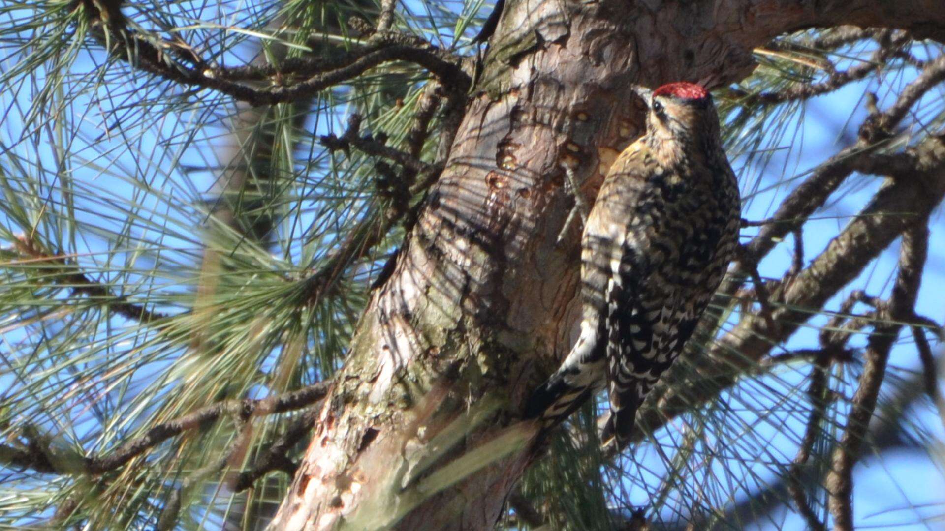 Image of Sapsucker