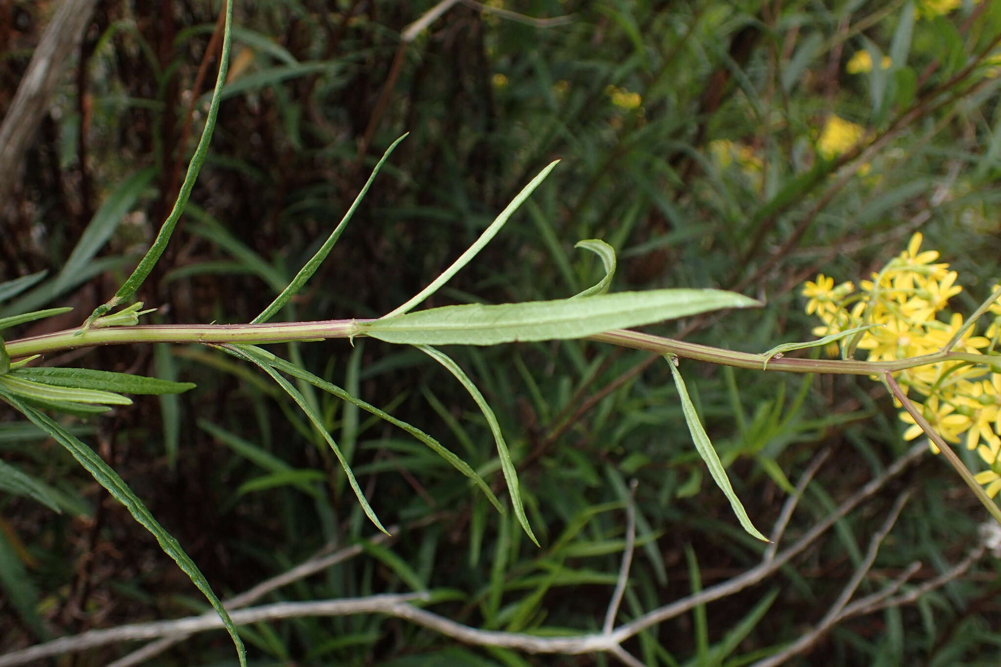 Image of <i>Senecio <i>linearifolius</i></i> var. linearifolius