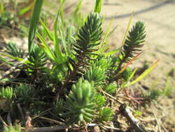 Image of Petrosedum rupestre (L.) P. Heath