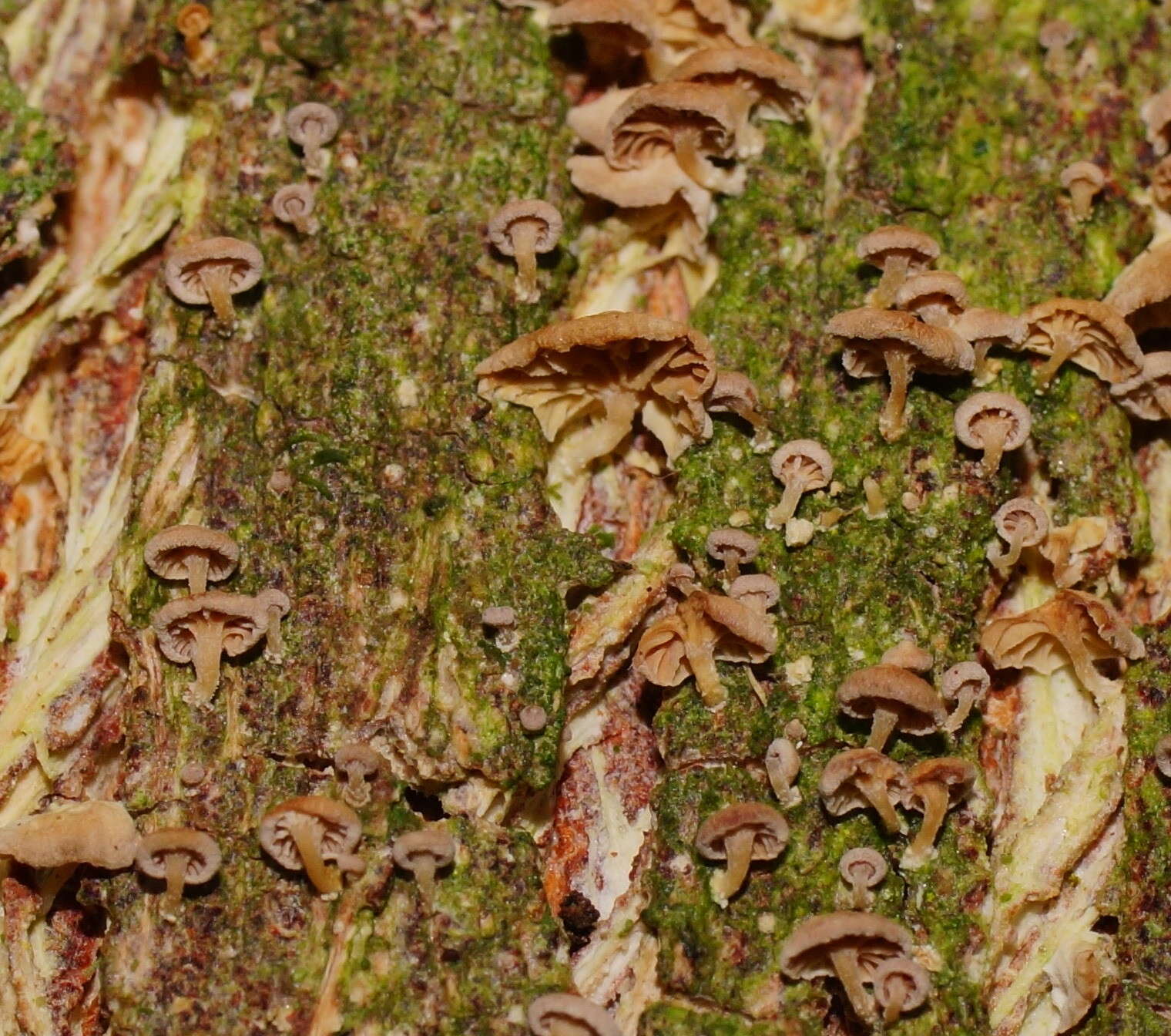 Plancia ëd Marasmiellus affixus (Berk.) Singer 1973