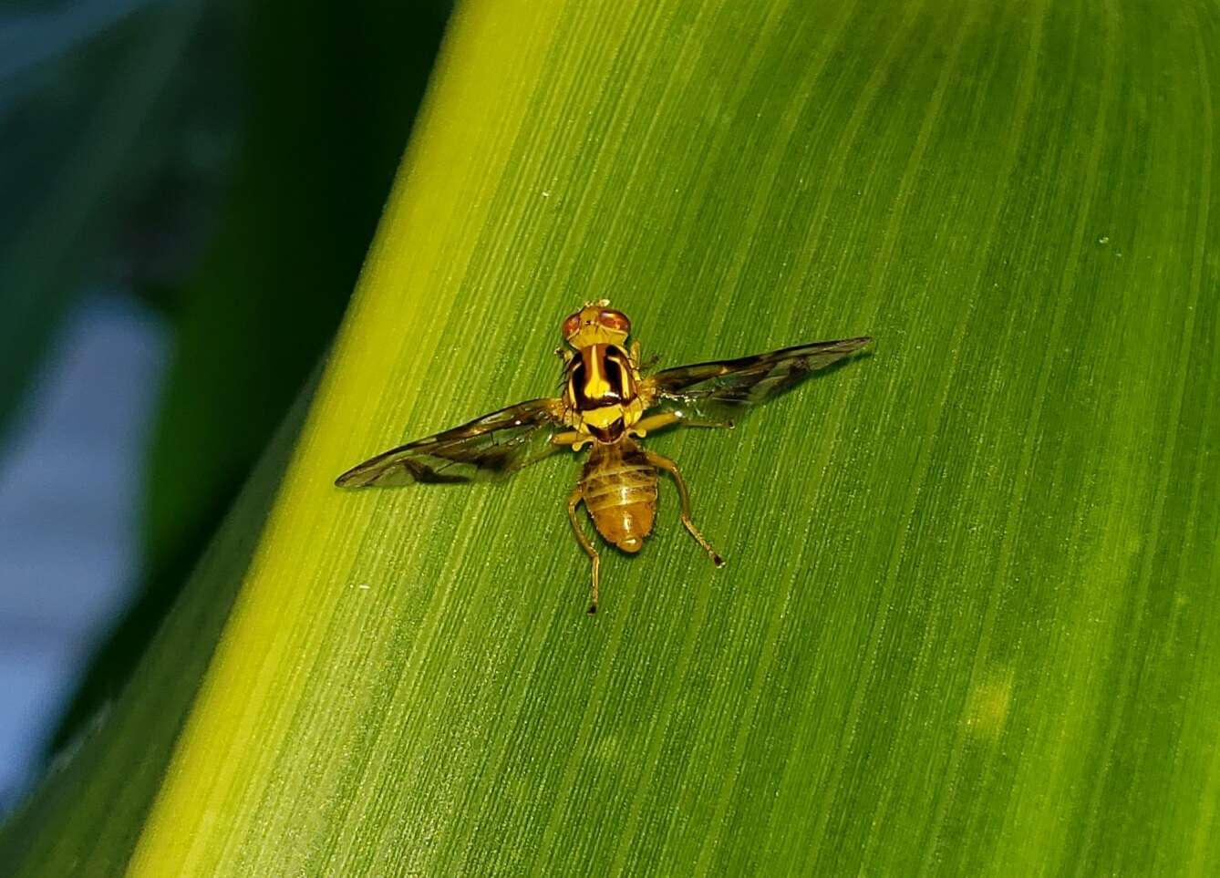 Image of Anastrepha striata Schiner 1868