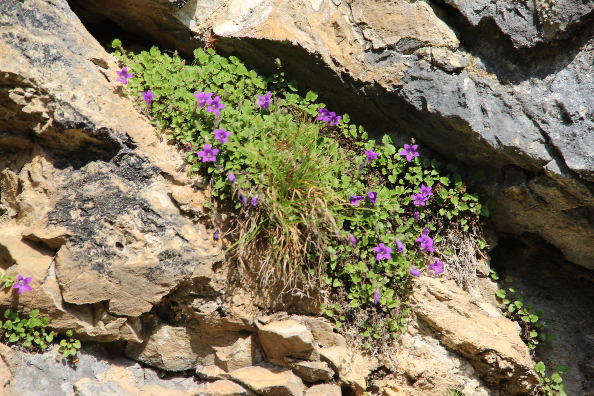 Imagem de Campanula andina Rupr.