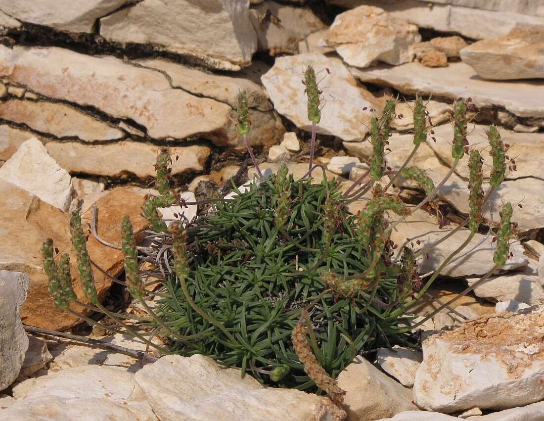 Image of Plantago subulata L.