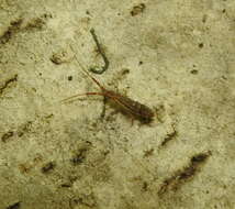 Image of hairy ground springtail