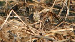 Image of American Pipit