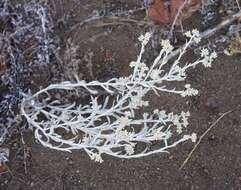 Image of Wright's cudweed