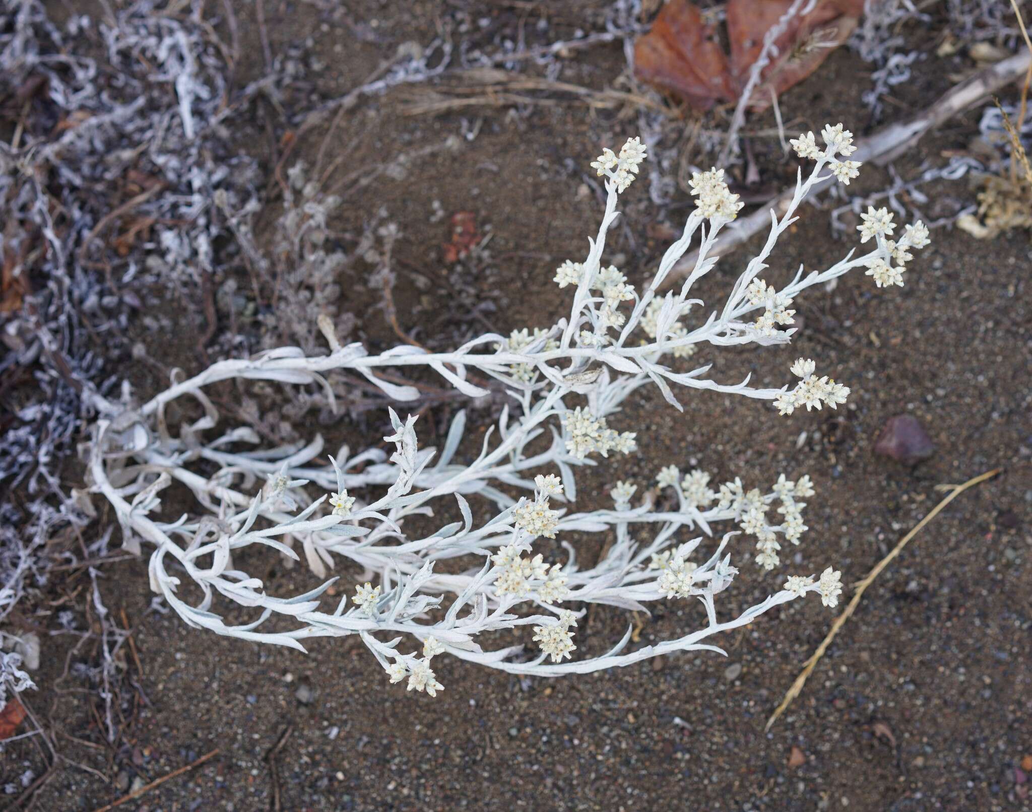 Image of Wright's cudweed