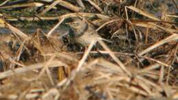 Image of American Pipit