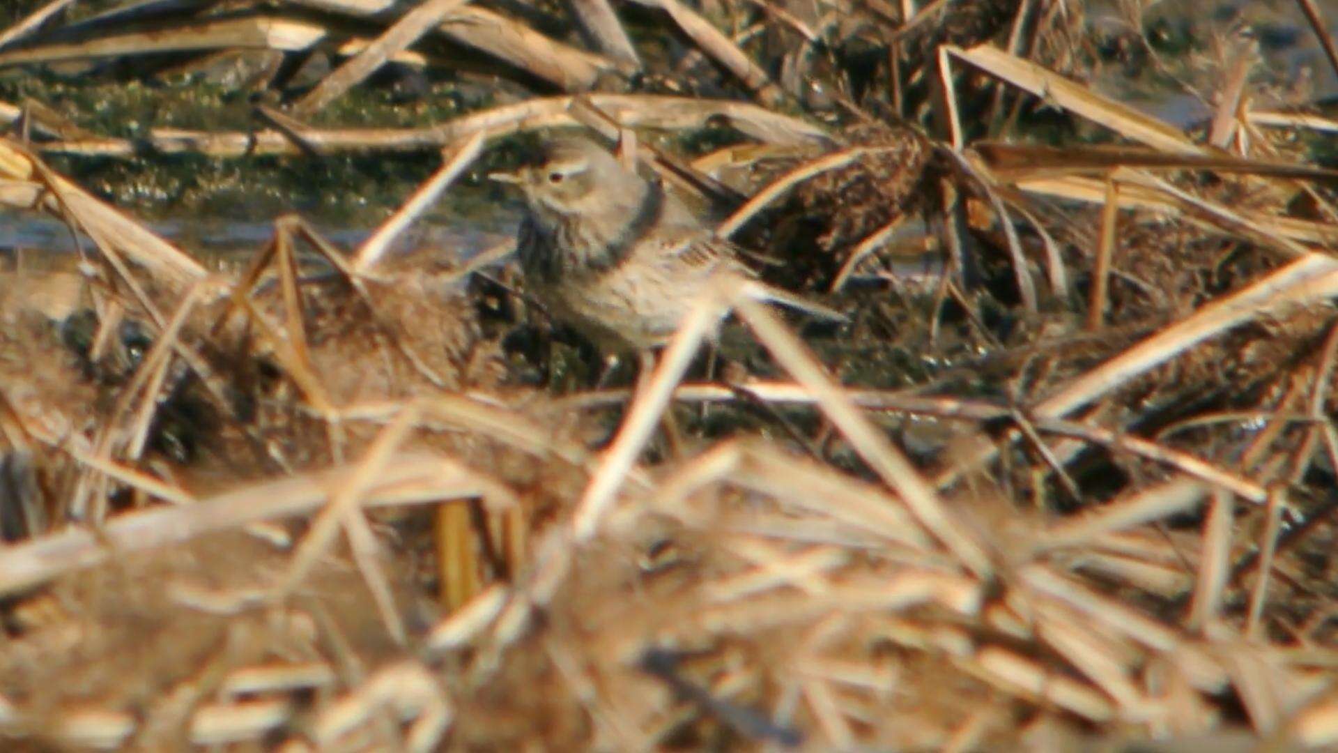 Image of American Pipit