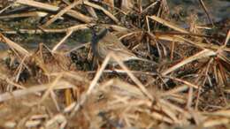 Image of American Pipit