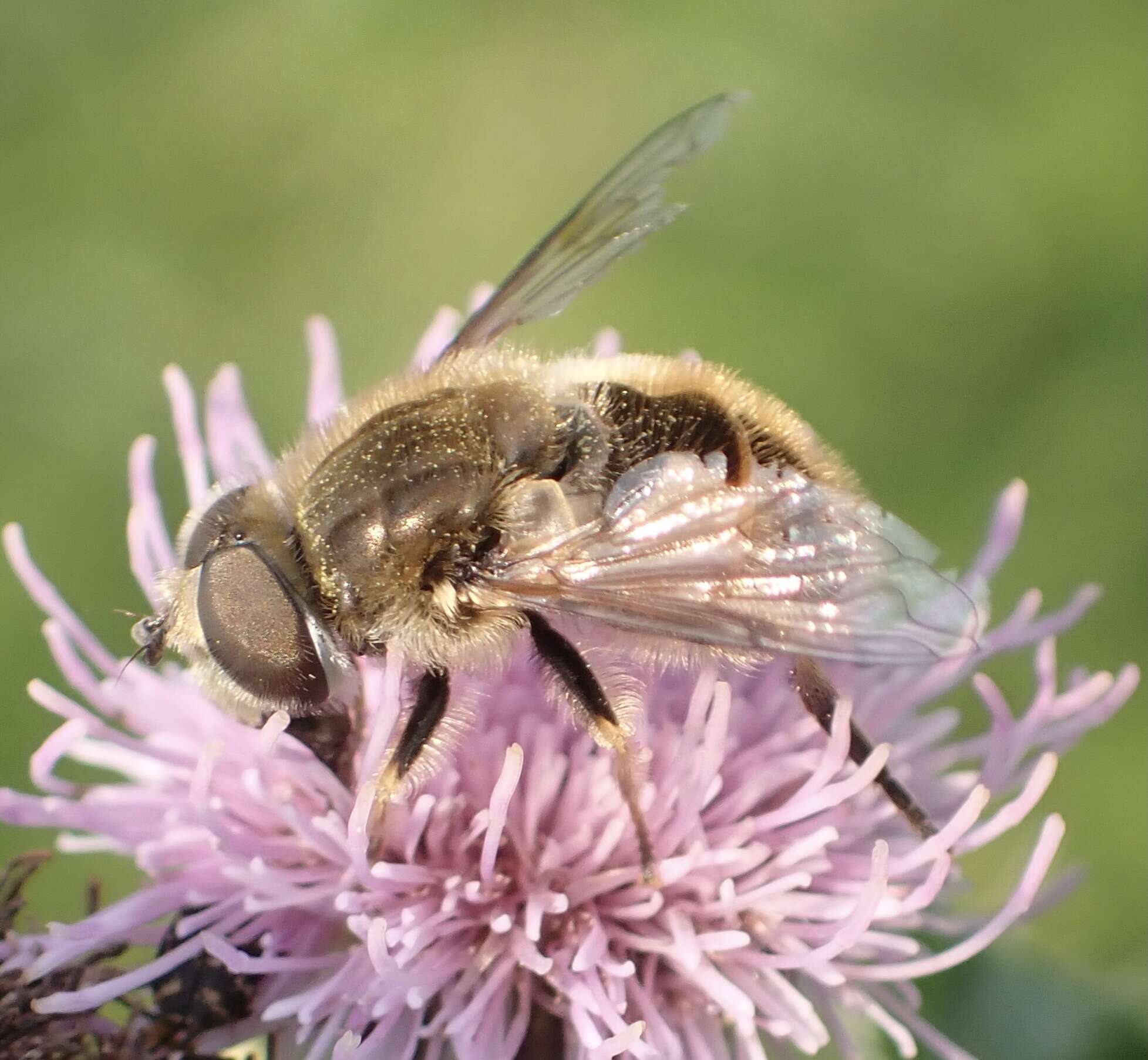 Image of Eristalis abusivus Collin 1931