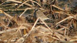 Image of American Pipit