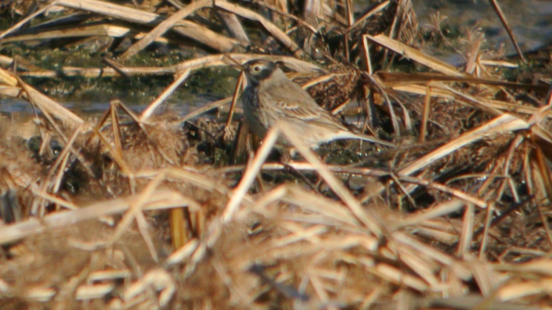 Image of American Pipit