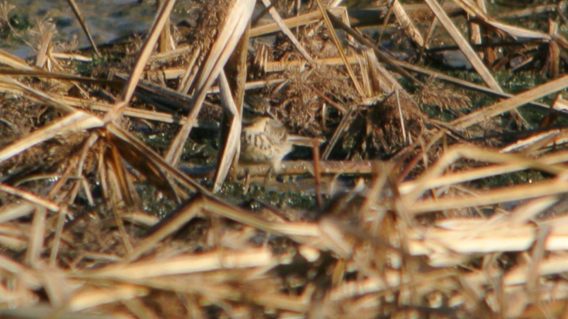 Image of American Pipit