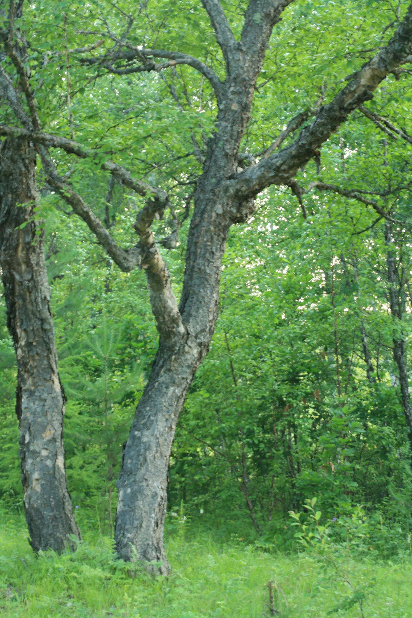 Image of Betula dauurica