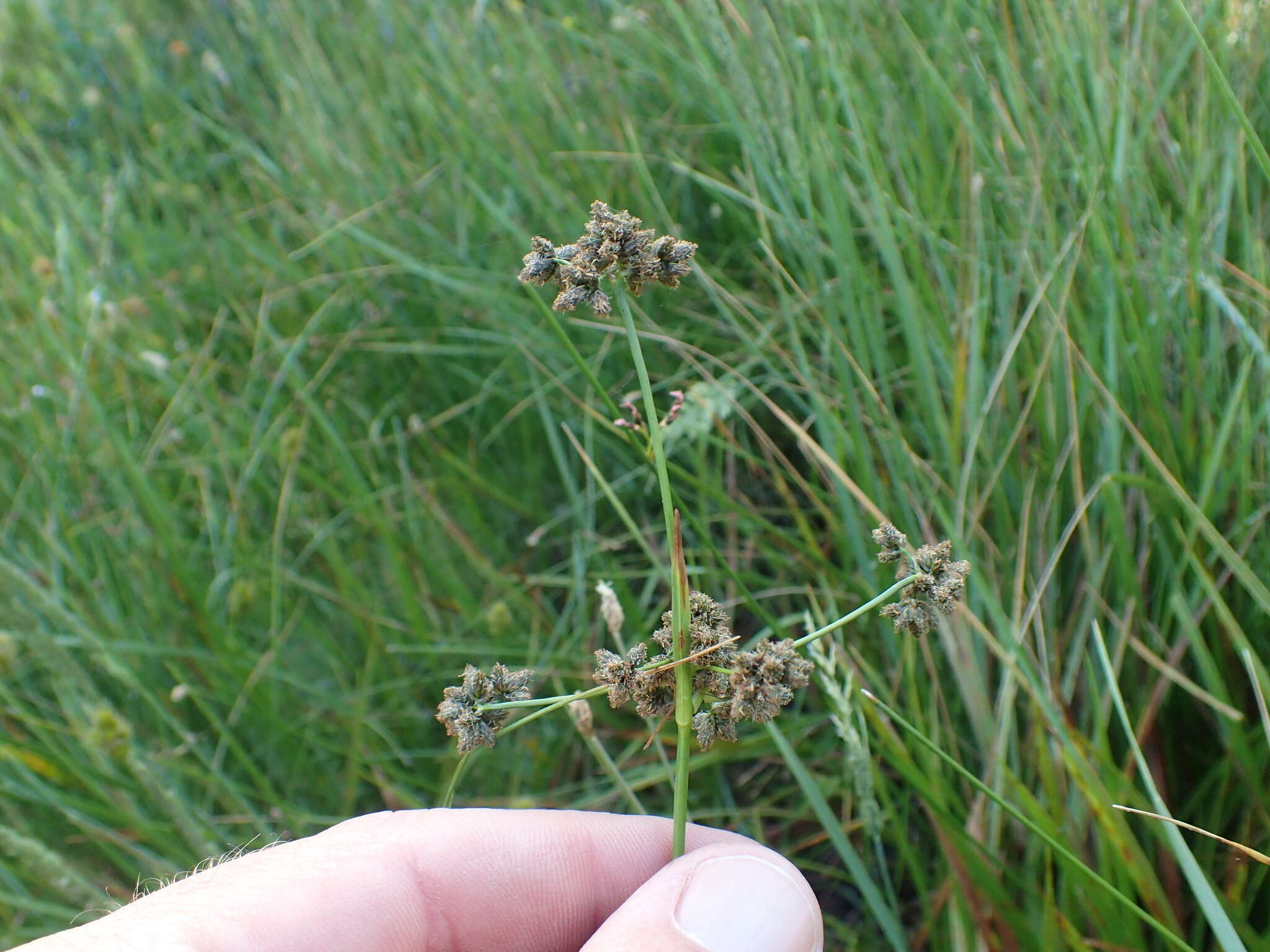 Image of Congdon's bulrush