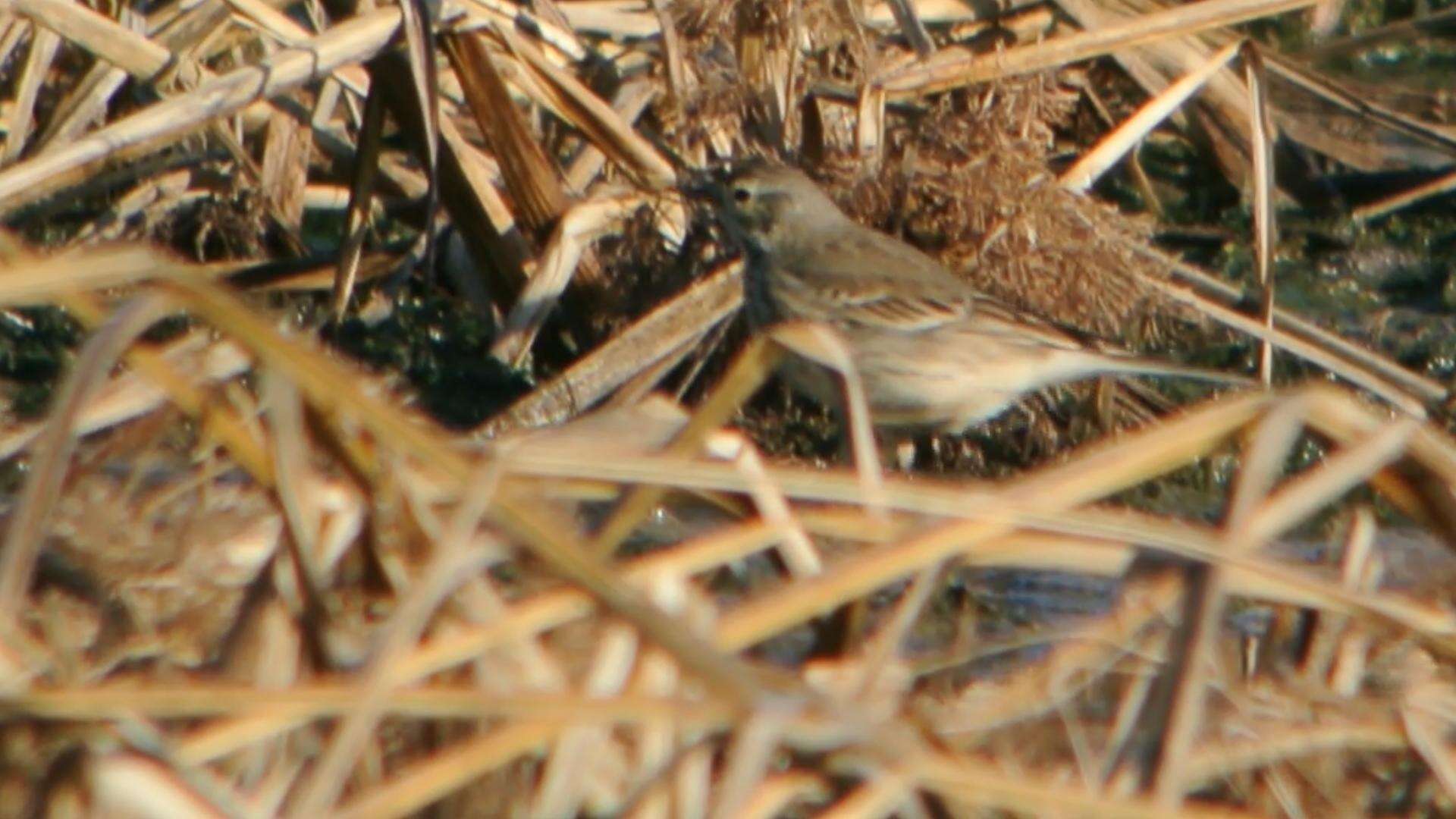 Image of American Pipit