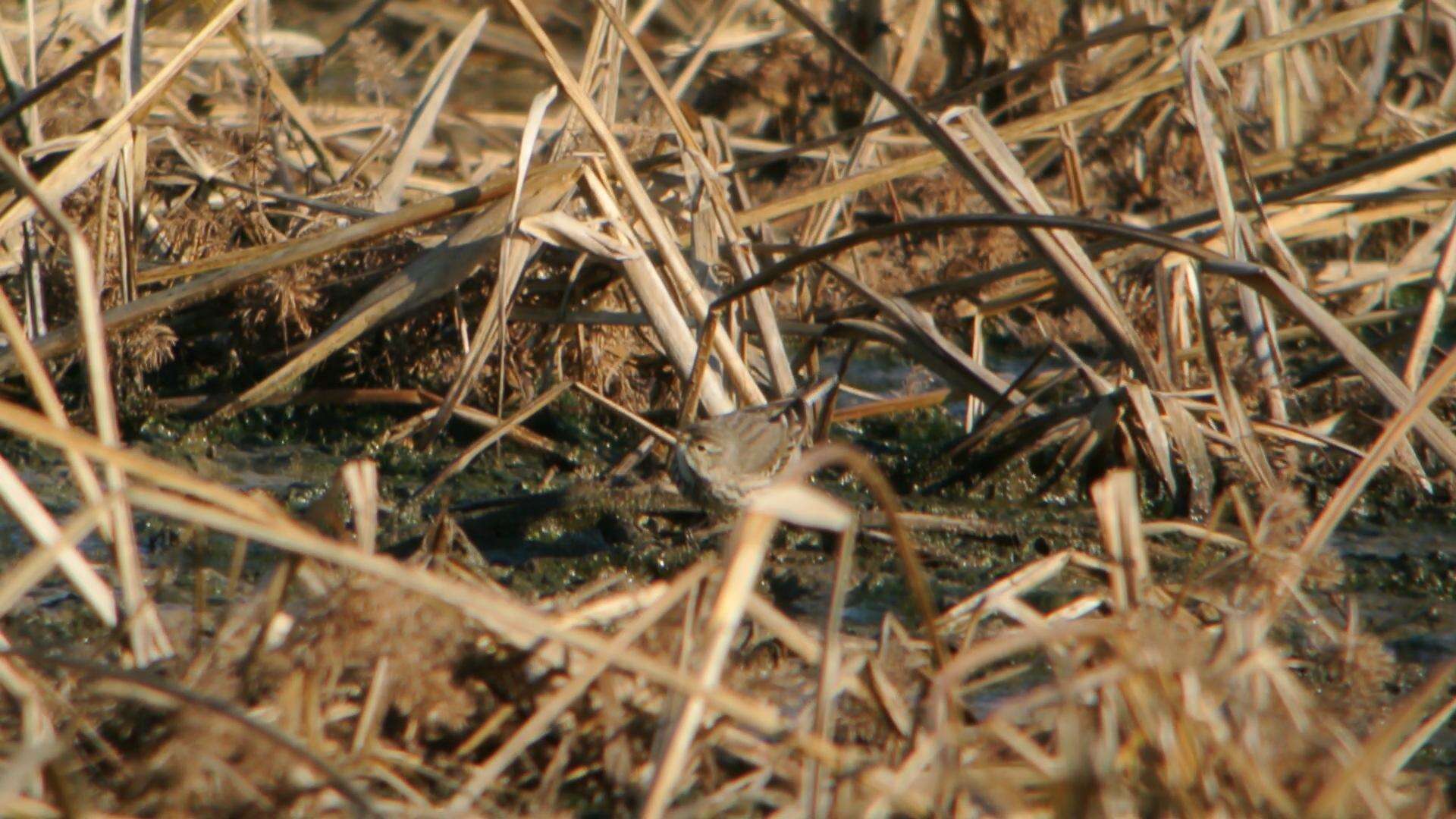 Image of American Pipit