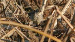 Image of American Pipit