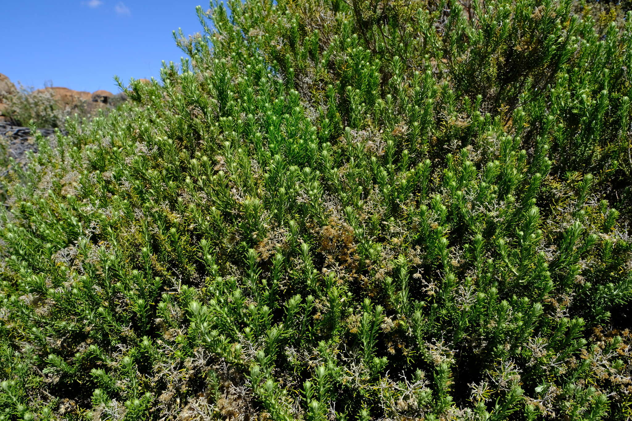 Imagem de Helichrysum hamulosum DC.