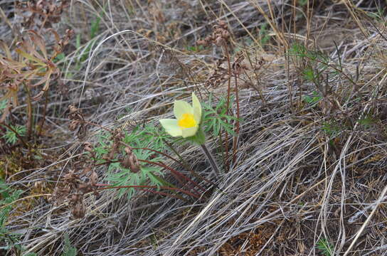 Image of Pulsatilla patens subsp. angustifolia (Turcz.) Grey-Wilson