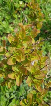 Слика од Spiraea betulifolia var. aemiliana (Schneid.) Koidz.